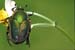 Green June Beetle